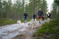 Midnight Sun Husky hiking, Husky Park, Siberian Husky, Rovaniemi Lapland