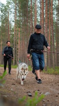 Midnight Sun Husky hiking, Husky Park, Siberian Husky, Rovaniemi Lapland