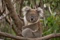 Great OCEAN Road Day Tour from Melbourne PRIVATE Group HOTEL pkup