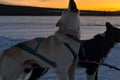 Kemijärvi: Insider Long Husky Self Drive Adventure