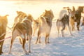 Kemijärvi: Insider Long Husky Self Drive Adventure