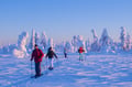 Premium Snowshoe or Ski Adventure in Lapland (Private Tour)