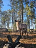 Traditional Rowboat Fishing & Reindeer Experience