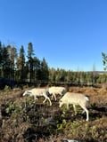 Reindeer, Berries & Fire: An Authentic Lapland Nature Experience