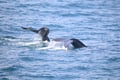 Whale swimming through Icelandic waters during a Reykjavík whale watching experience