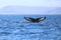 A whale tail appears above the ocean surface during a memorable whale watching tour in Faxaflói Bay, one of Iceland’s best places to see wha
