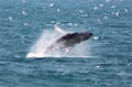 Humpback whale leaping from the sea in Icelandic waters