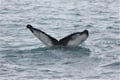 A humpback whale shows its beautiful fluke before diving into Faxaflói Bay during a whale watching tour departing from Reykjavík Harbour.