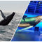 Whale Watching Excursion from Reykjavik & Whales of Iceland Exhibition: Explore the Sea's Giants