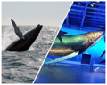 Whales of Iceland Exhibition