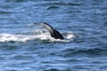 Whale swimming through the ocean waves near Reykjavík, Iceland. Experience encounters with humpback whales, minke whales, dolphins and seabi