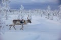 Rovaniemi: Reindeer Safari & Sled Ride with Sámi Family Heritage - Small Group