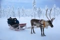 Rovaniemi: Reindeer Safari & Sled Ride with Sámi Family Heritage - Small Group