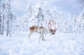 Rovaniemi: Reindeer Safari & Sled Ride with Sámi Family Heritage - Small Group