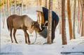 Rovaniemi: Reindeer Safari & Sled Ride with Sámi Family Heritage - Small Group