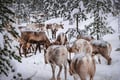 Levi Scenic Tour Reindeer Encounter and Snowshoe Adventure