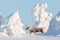 Levi Scenic Tour Reindeer Encounter and Snowshoe Adventure