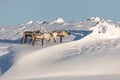Levi Scenic Tour Reindeer Encounter and Snowshoe Adventure