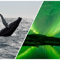 Whale Watching & Northern lights Combo Cruise from Reykjavik