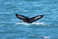 A humpback whale lifts its impressive tail before diving into the North Atlantic Ocean during a whale watching tour near Reykjavík.