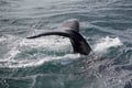 A humpback whale shows its tail before a deep dive during a whale watching experience from Reykjavík Harbour in Faxaflói Bay.