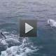 Whale Watching tour from Reykjavik
