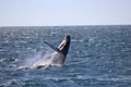 A humpback whale appears above the North Atlantic Ocean during a whale watching trip from Reykjavík, Iceland, offering amazing wildlife enco