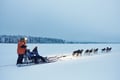Running with the Pack, 5km Husky tour with a Kennel visit