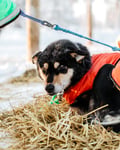 Running with the Pack, 5km Husky tour with a Kennel visit