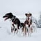 Running with the Pack, 5km Husky tour with a Kennel visit