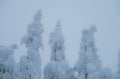 Snowshoeing in the Frozen Forest