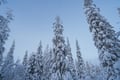 Snowshoeing in the Frozen Forest