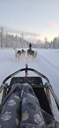 THE SMALL MUSHER with Real Huskies (5km husky ride)