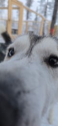 THE SMALL MUSHER with Real Huskies (5km husky ride)