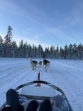 THE FAMILY & HUSKY FUN with Real Huskies (2km husky ride)