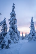 5KM HIKE IN RIISITUNTURI NATIONAL PARK THROUGH STUNNING ARCTIC LANDSCAPES (Optional: Snowshoes)