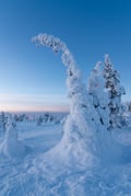 5KM HIKE IN RIISITUNTURI NATIONAL PARK THROUGH STUNNING ARCTIC LANDSCAPES (Optional: Snowshoes)