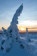5KM HIKE IN RIISITUNTURI NATIONAL PARK THROUGH STUNNING ARCTIC LANDSCAPES (Optional: Snowshoes)