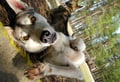 VISIT A HUSKY FARM IN AUTUMN + HIKING WITH THE DOGS (2Km)