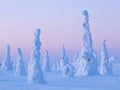 Rovaniemi: Riisitunturi National Park Tour & BBQ - Small Group