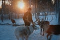 Authentic Reindeer Farm Visit & Feeding Experience with Local Guide in Levi