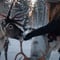 Authentic Reindeer Farm Visit & Feeding Experience with Local Guide in Levi