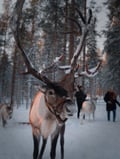Authentic Reindeer Farm Visit & Feeding Experience with Local Guide in Levi
