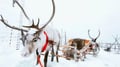 Tonttula: Private Snowmobile Safari to Elves Hideaway