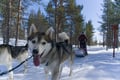 Husky Sledge Safari (1.5km), Levi