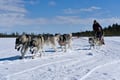 Husky Sledge Safari (1.5km), Levi