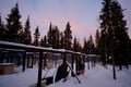 Husky Sledge Safari (1.5km), Levi