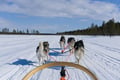Husky Sledge Safari (1.5km), Levi