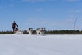 Husky Sledge Safari (1.5km), Levi