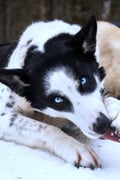 Husky Sledge Safari (1.5km), Levi